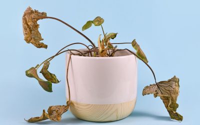 SCU Services Unveiling-Natural-Process-of-a-Decomposing-Body-400x250 Blog